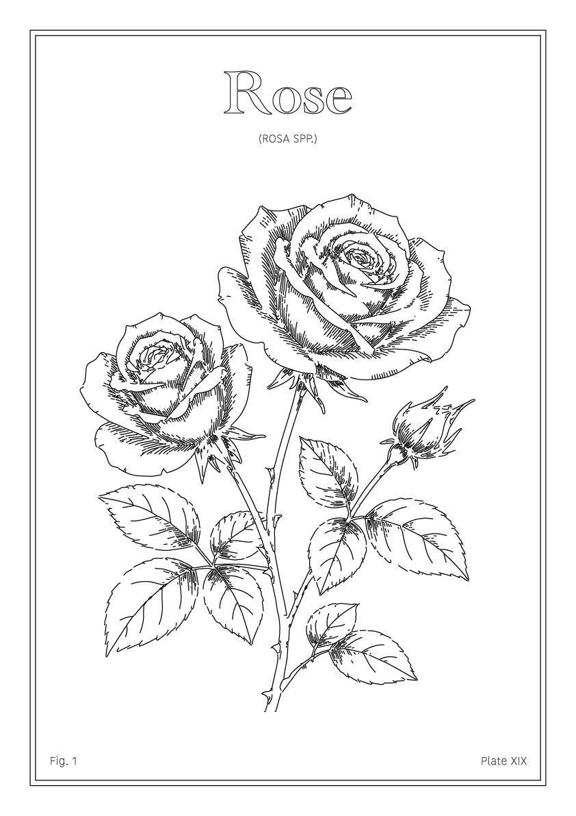 Rose Flower - Minimalist Botanical Wall Art