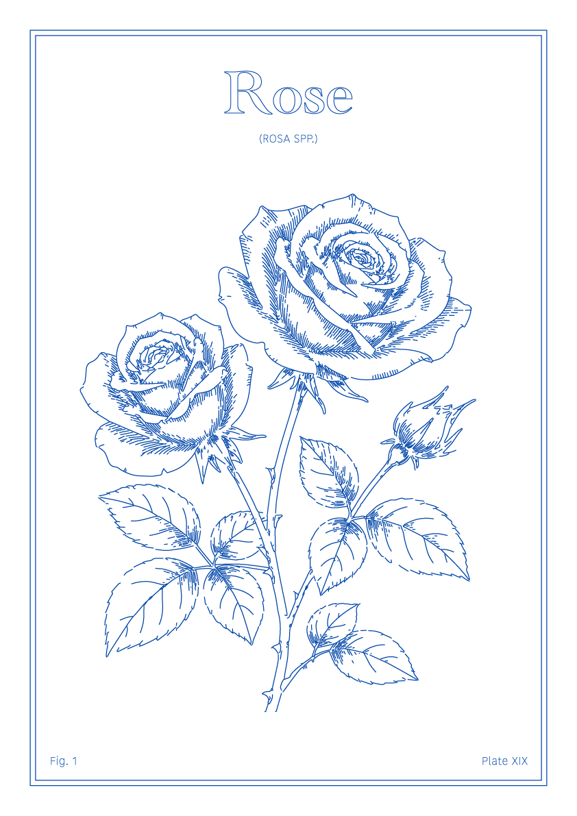 Rose Flower - Minimalist Botanical Wall Art