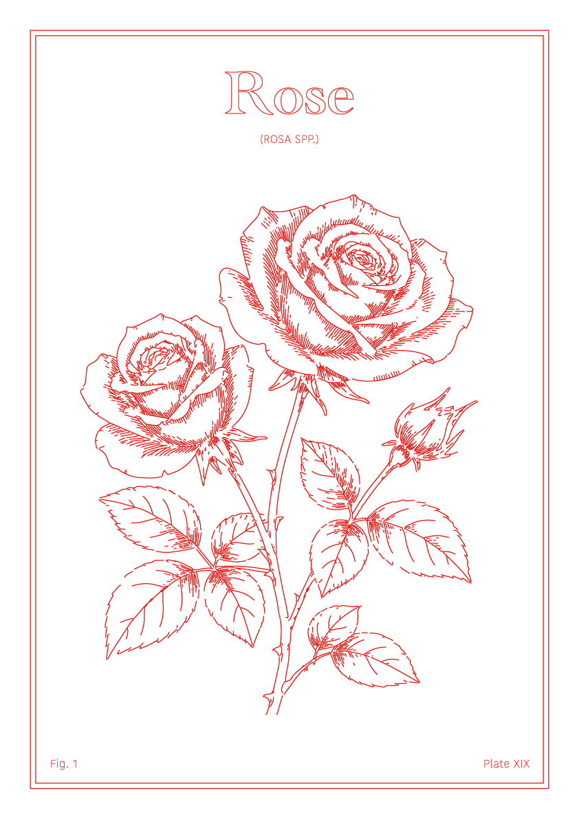 Rose Flower - Minimalist Botanical Wall Art