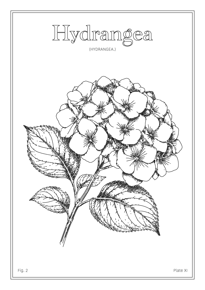 Hydrangea Flower - Minimalist Botanical Wall Art