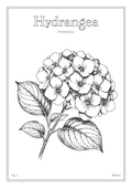 Hydrangea Flower - Minimalist Botanical Wall Art