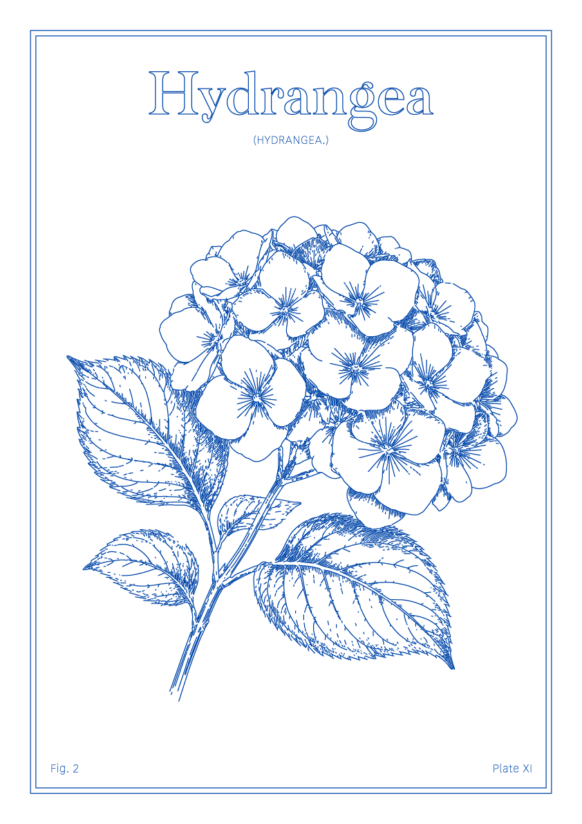 Hydrangea Flower - Minimalist Botanical Wall Art
