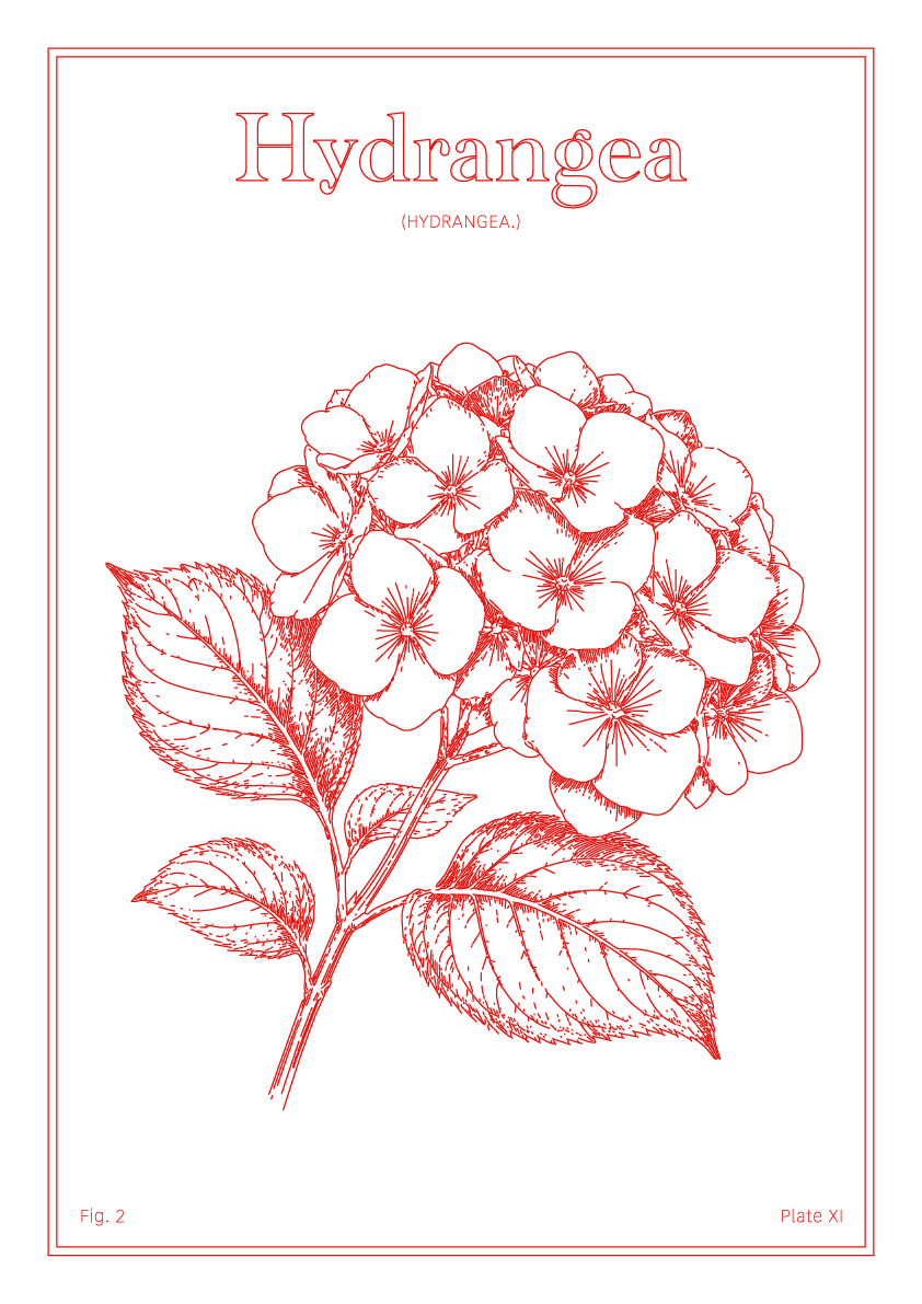Hydrangea Flower - Minimalist Botanical Wall Art