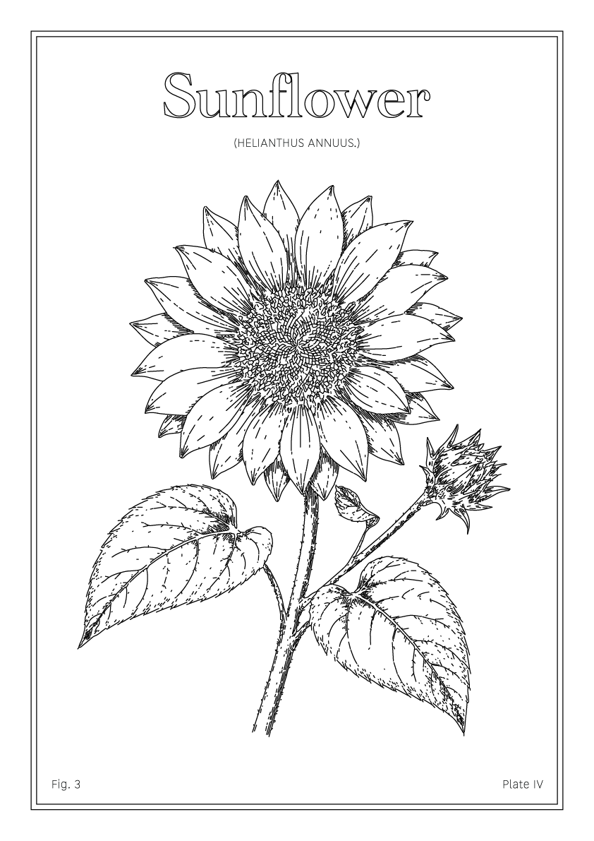 Sunflower Flower - Minimalist Botanical Wall Art