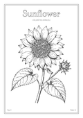 Sunflower Flower - Minimalist Botanical Wall Art