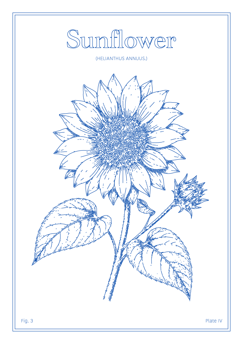 Sunflower Flower - Minimalist Botanical Wall Art