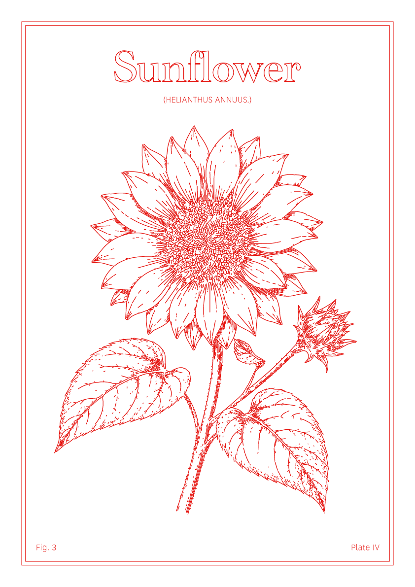 Sunflower Flower - Minimalist Botanical Wall Art