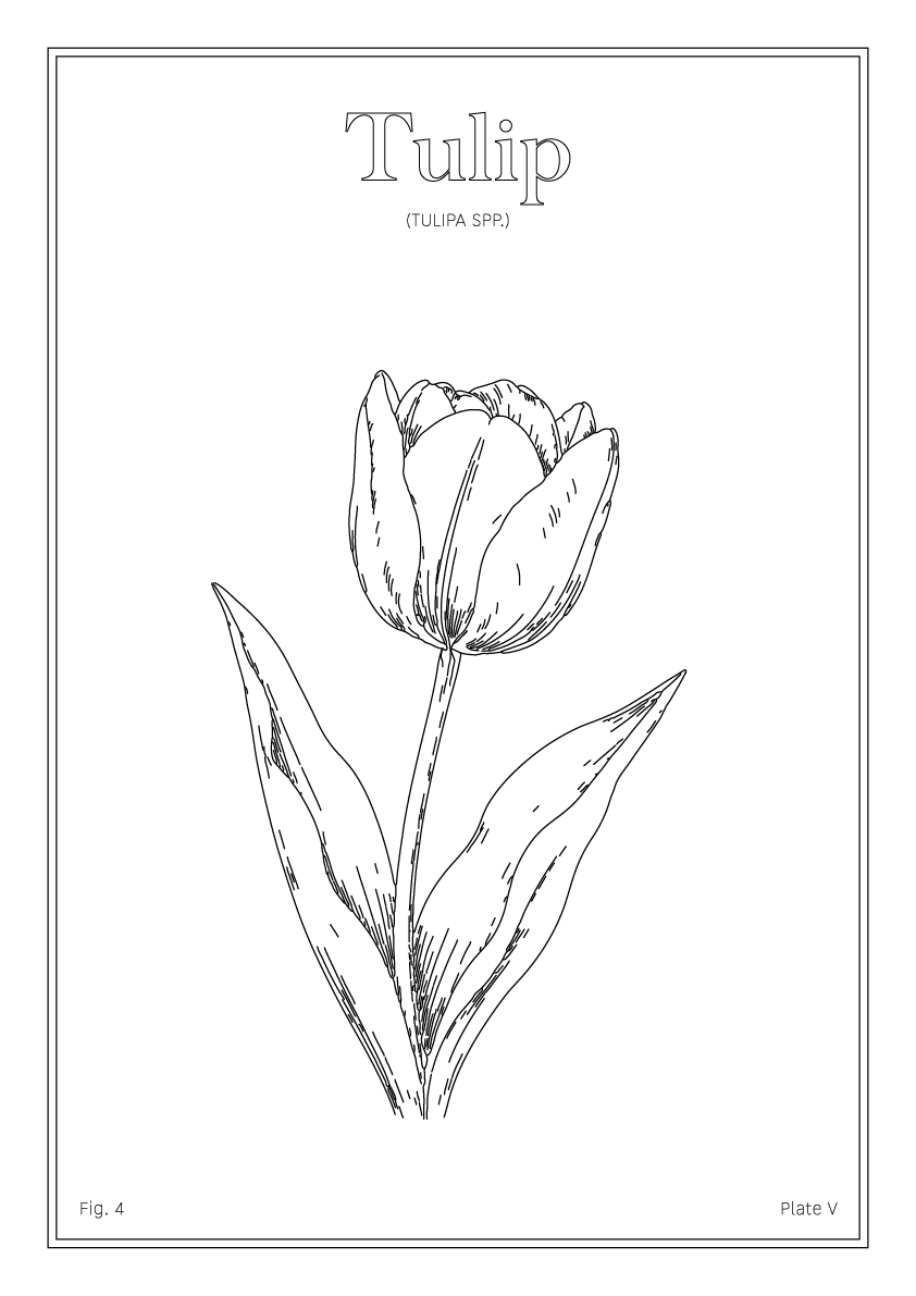 Tulip Flower - Minimalist Botanical Wall Art