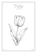 Tulip Flower - Minimalist Botanical Wall Art