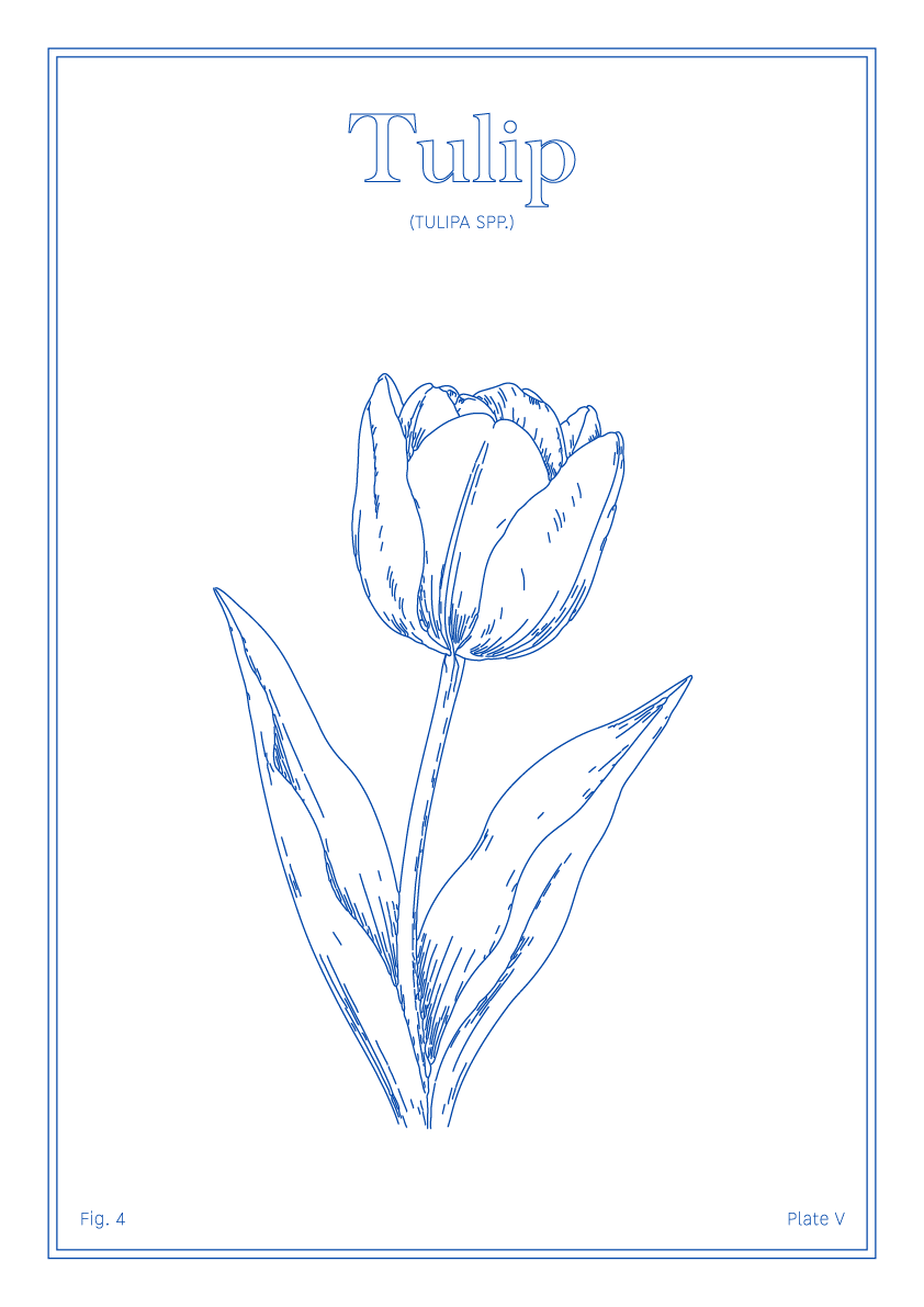 Tulip Flower - Minimalist Botanical Wall Art