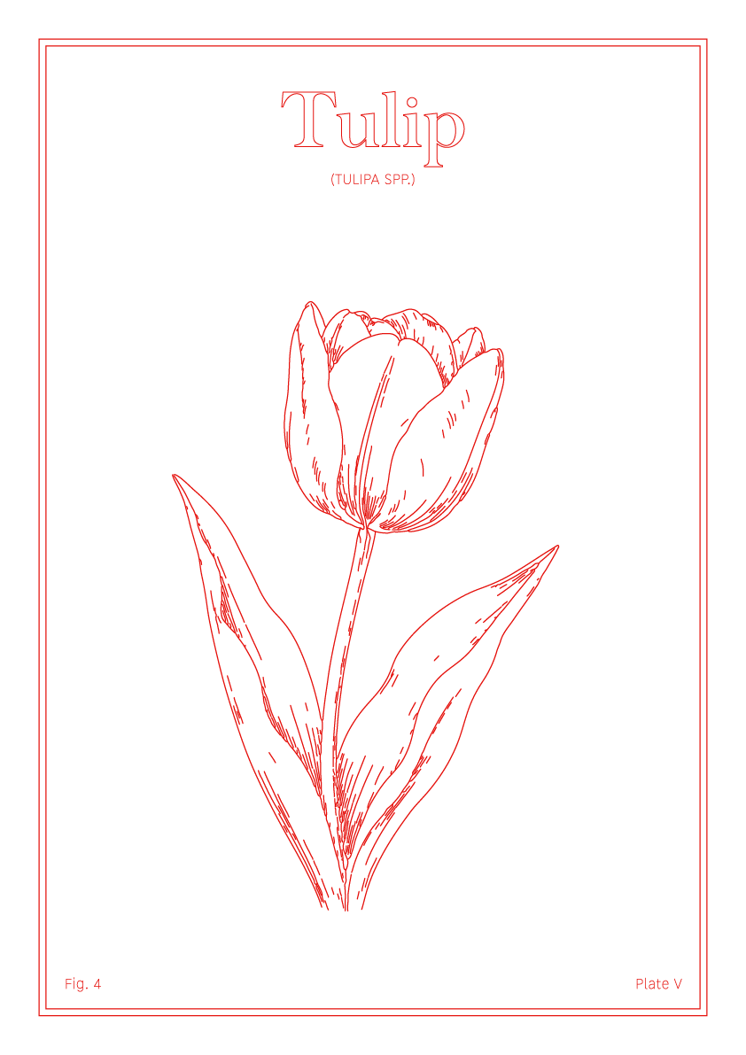 Tulip Flower - Minimalist Botanical Wall Art