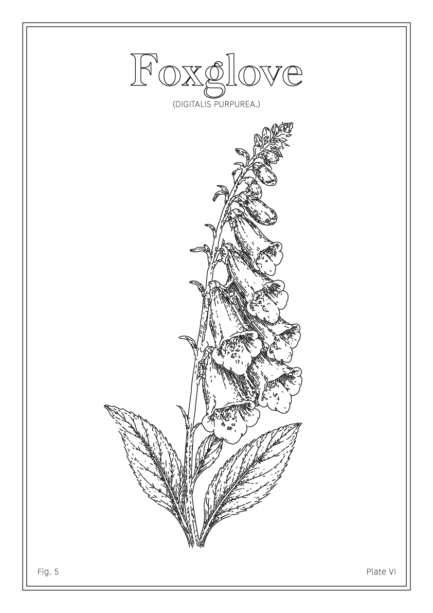 Foxglove Flower - Minimalist Botanical Wall Art