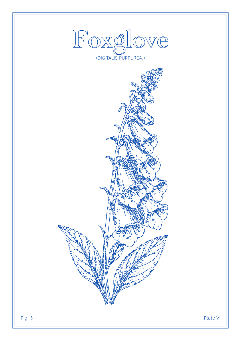 Foxglove Flower - Minimalist Botanical Wall Art