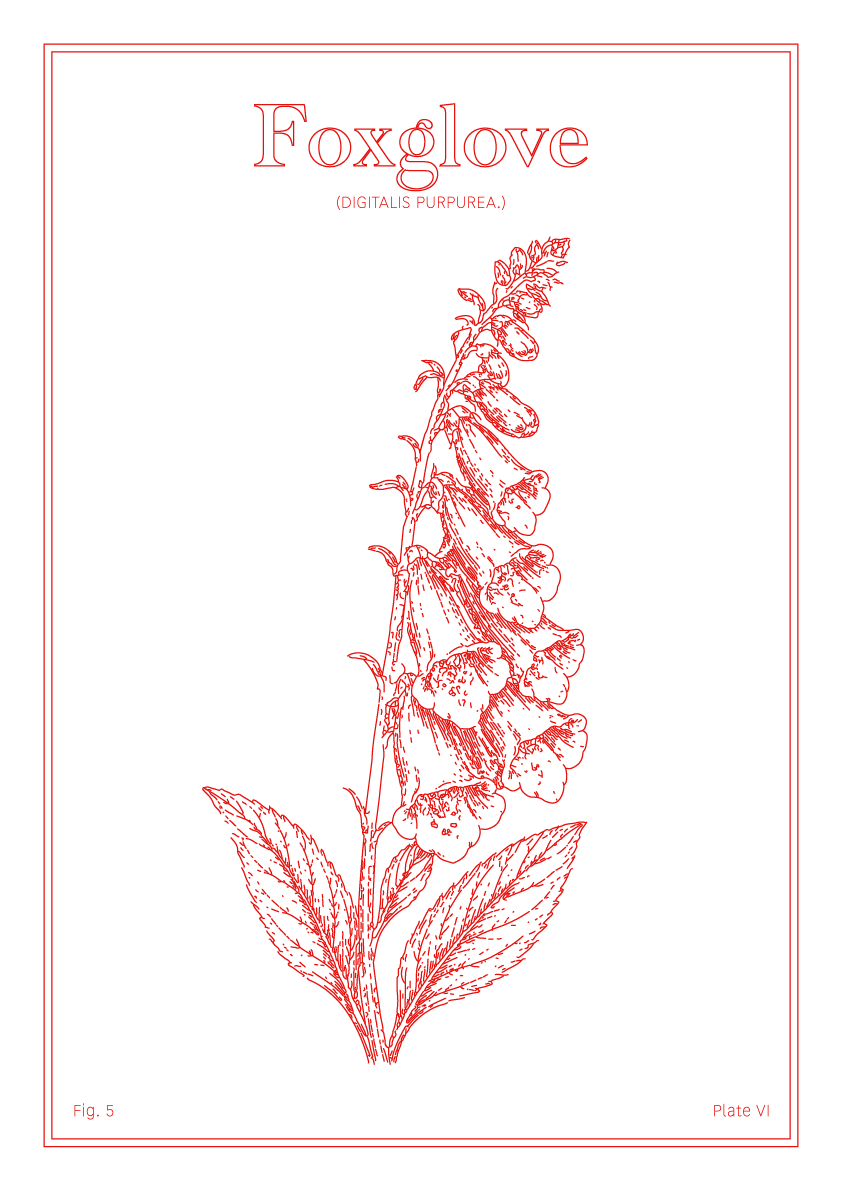 Foxglove Flower - Minimalist Botanical Wall Art