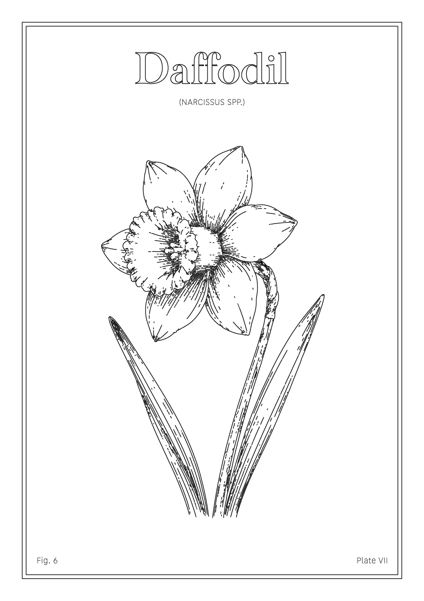 Daffodil Flower - Minimalist Botanical Wall Art