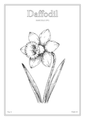 Daffodil Flower - Minimalist Botanical Wall Art