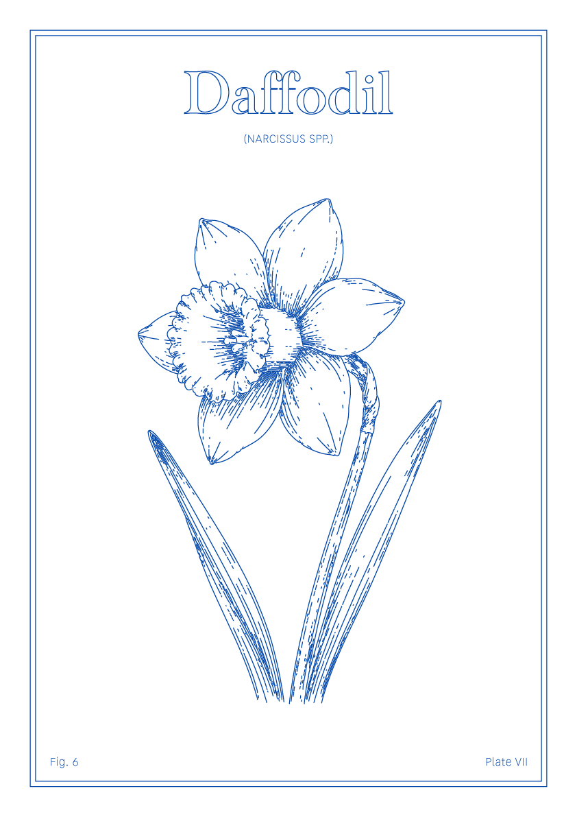 Daffodil Flower - Minimalist Botanical Wall Art