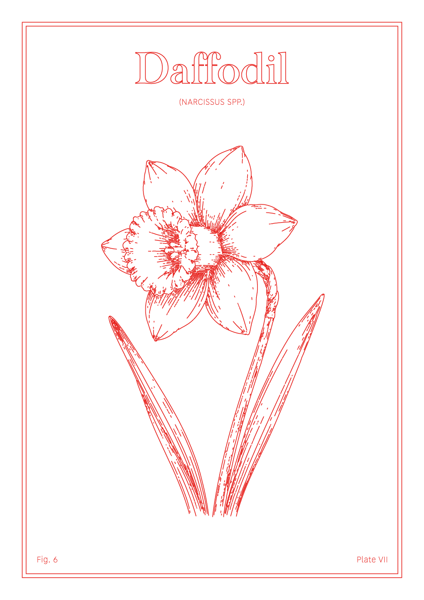 Daffodil Flower - Minimalist Botanical Wall Art