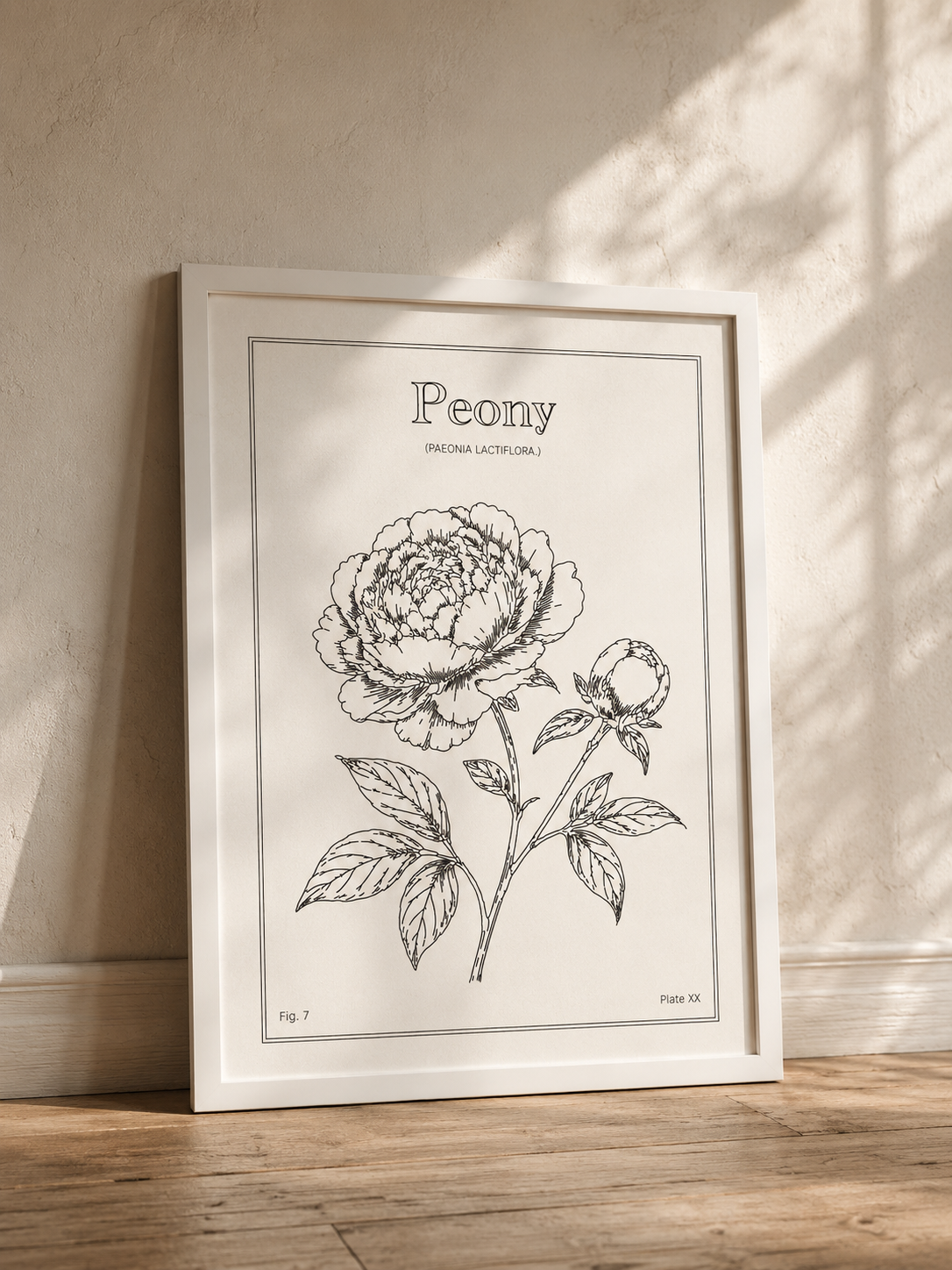 Peony Flower - Minimalist Botanical Wall Art
