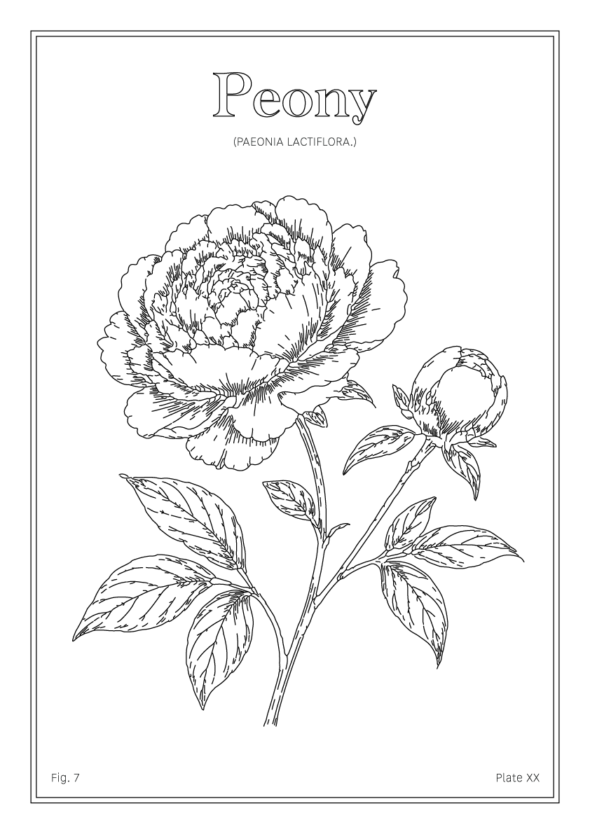 Peony Flower - Minimalist Botanical Wall Art