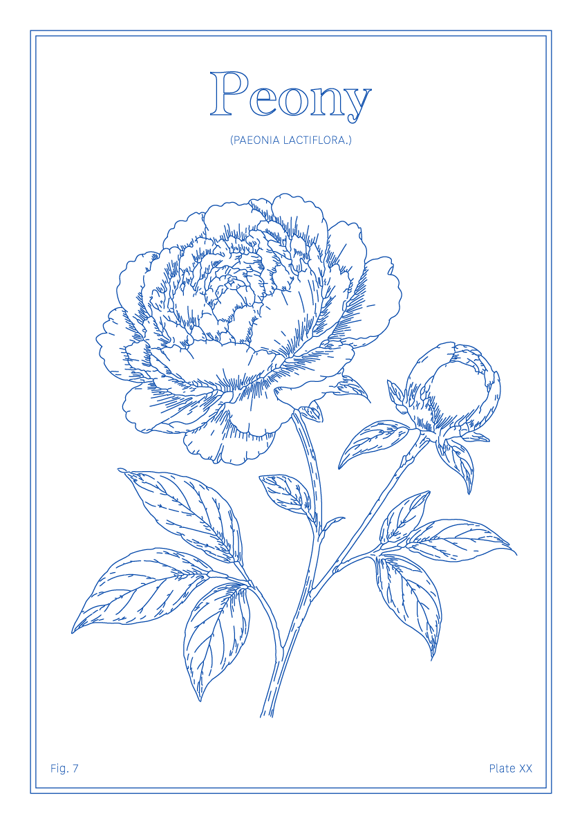 Peony Flower - Minimalist Botanical Wall Art