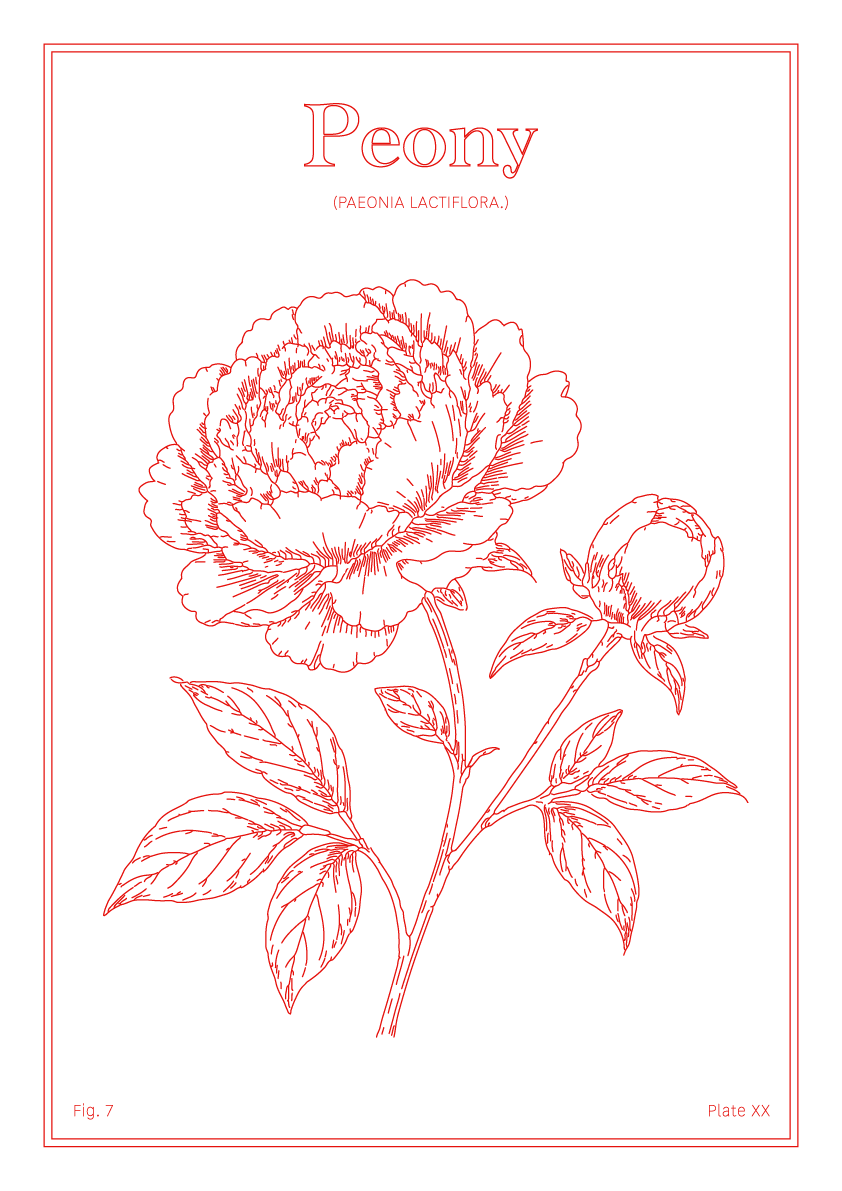 Peony Flower - Minimalist Botanical Wall Art