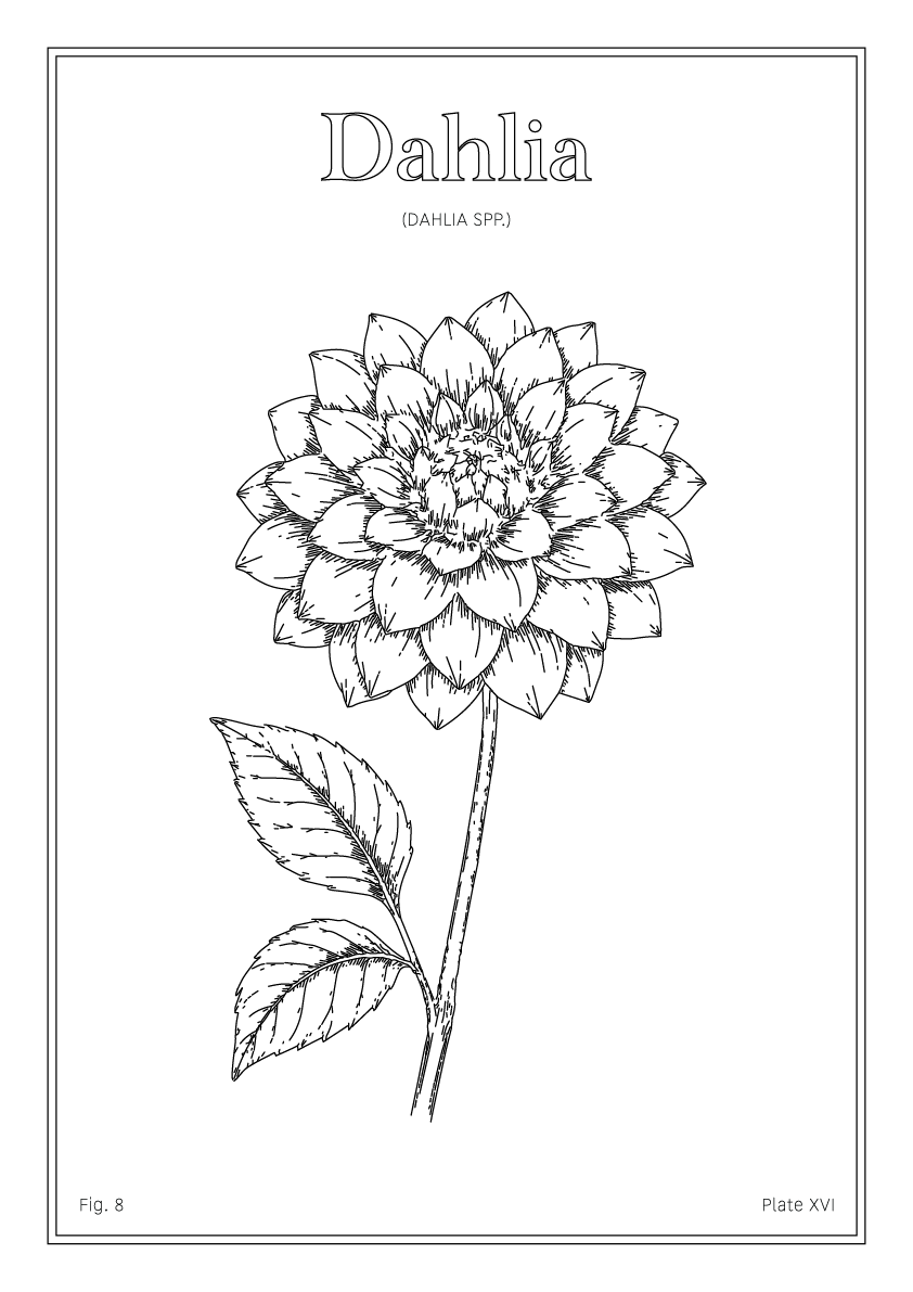 Dahlia Flower - Minimalist Botanical Wall Art