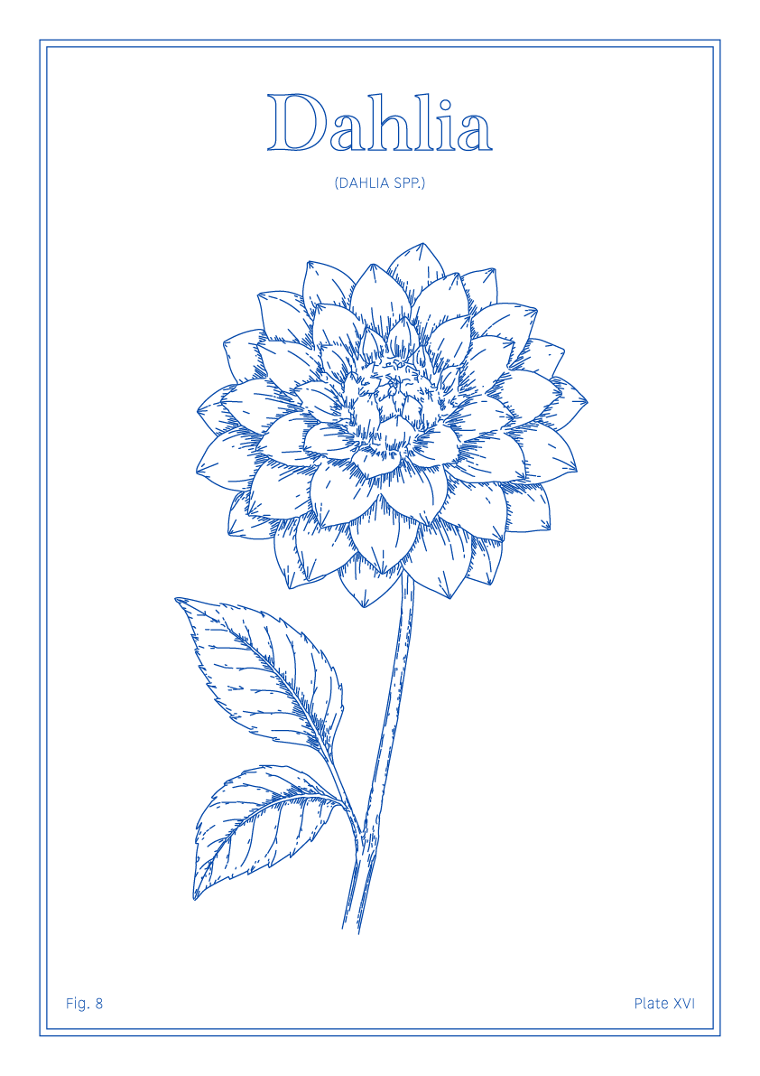 Dahlia Flower - Minimalist Botanical Wall Art