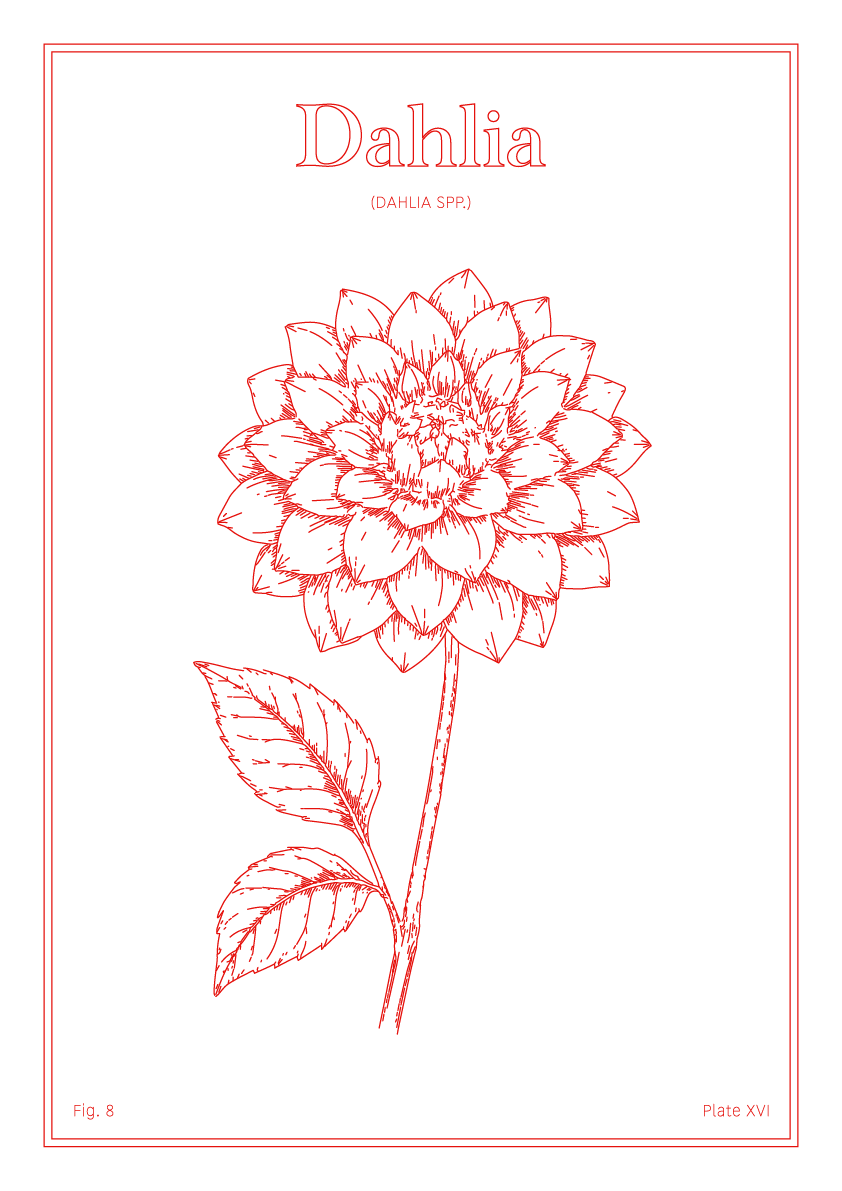 Dahlia Flower - Minimalist Botanical Wall Art
