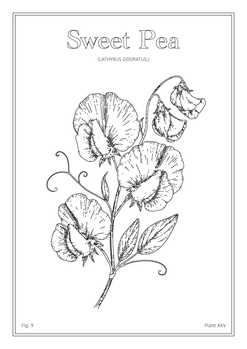 Sweet Pea Flower - Minimalist Botanical Wall Art