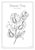 Sweet Pea Flower - Minimalist Botanical Wall Art