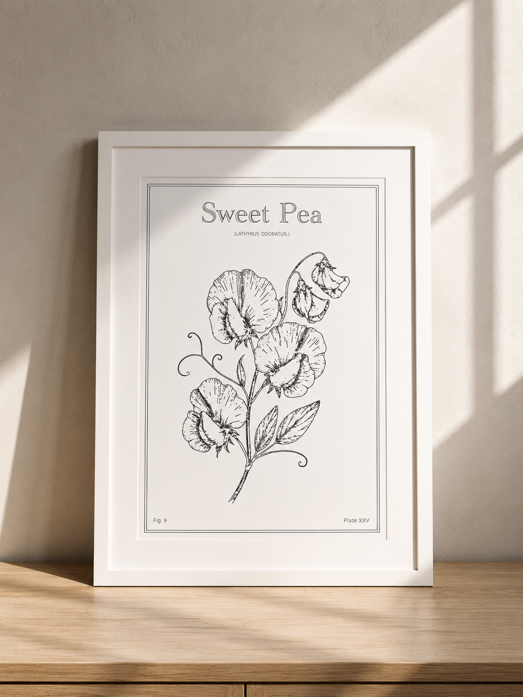 Sweet Pea Flower - Minimalist Botanical Wall Art