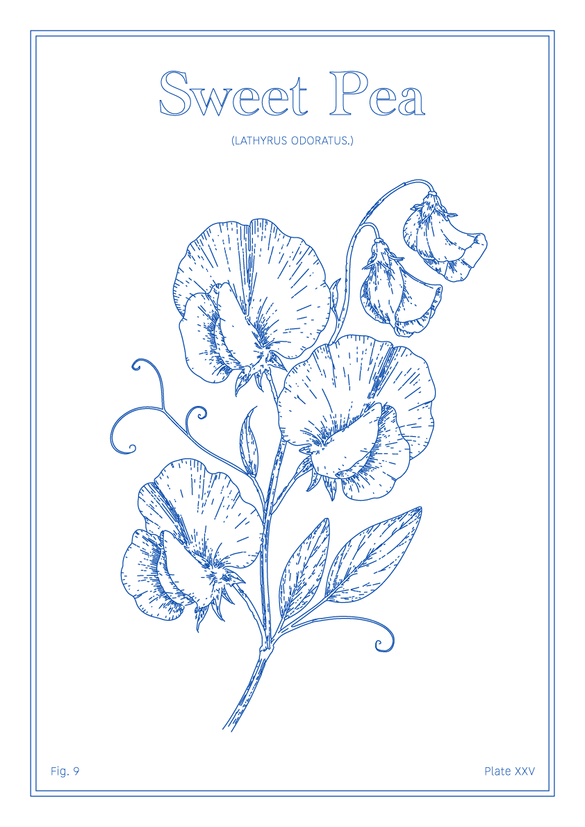 Sweet Pea Flower - Minimalist Botanical Wall Art