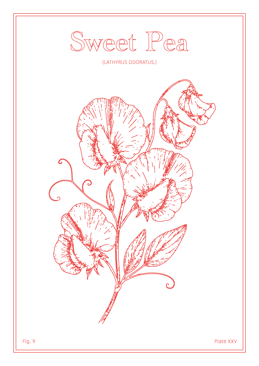 Sweet Pea Flower - Minimalist Botanical Wall Art