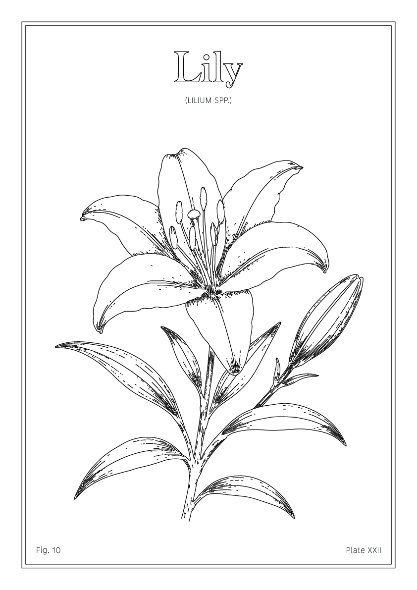 Lily Flower - Minimalist Botanical Wall Art