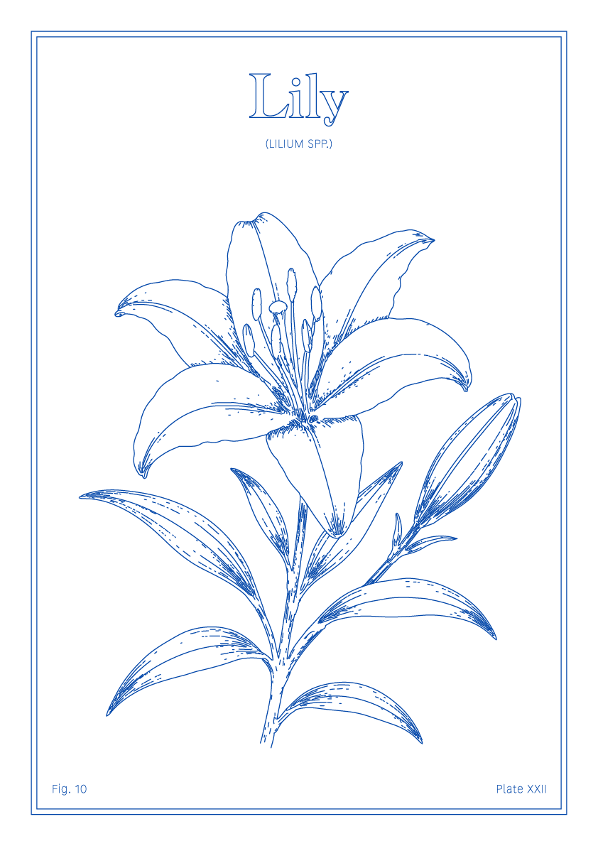 Lily Flower - Minimalist Botanical Wall Art