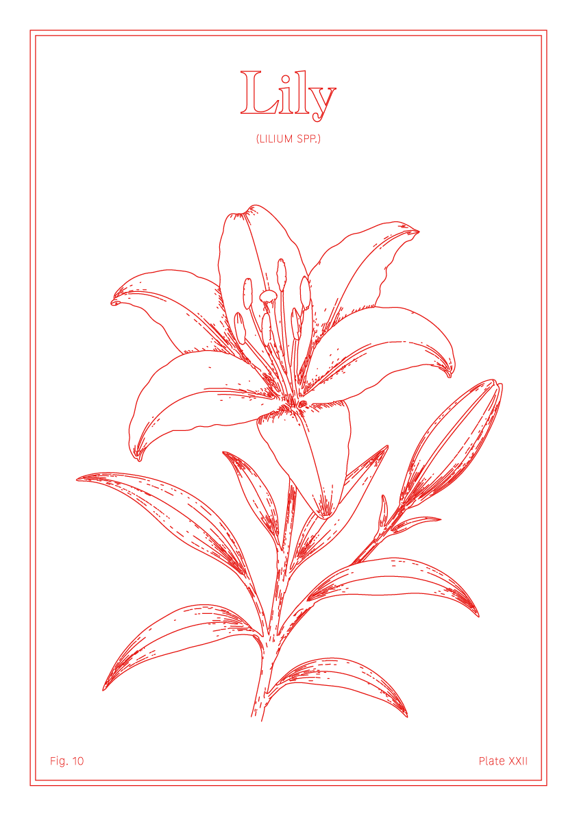Lily Flower - Minimalist Botanical Wall Art