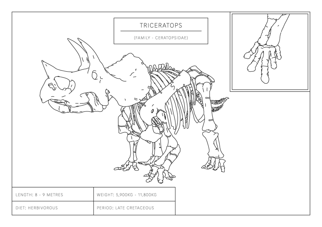 Triceratops | Dinosaur Wall Art