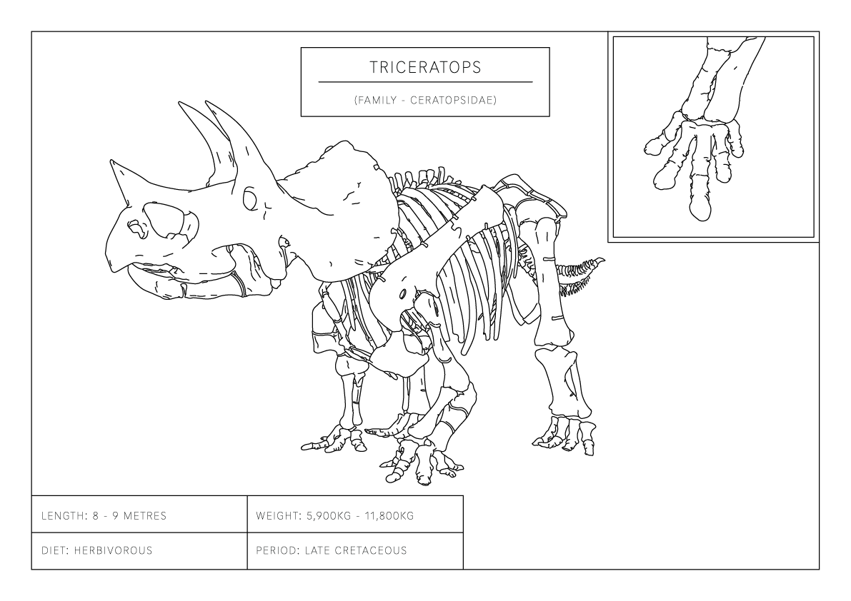Triceratops | Dinosaur Wall Art