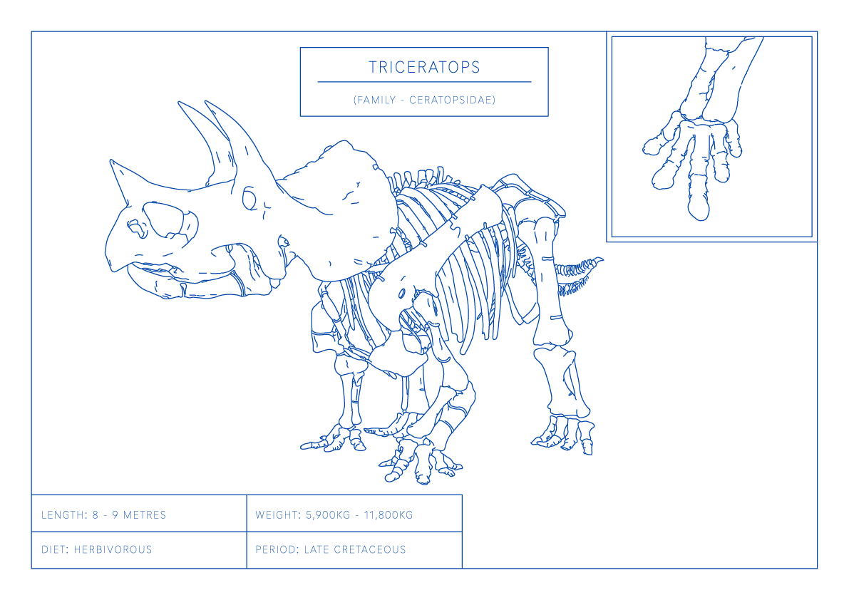 Triceratops | Dinosaur Wall Art