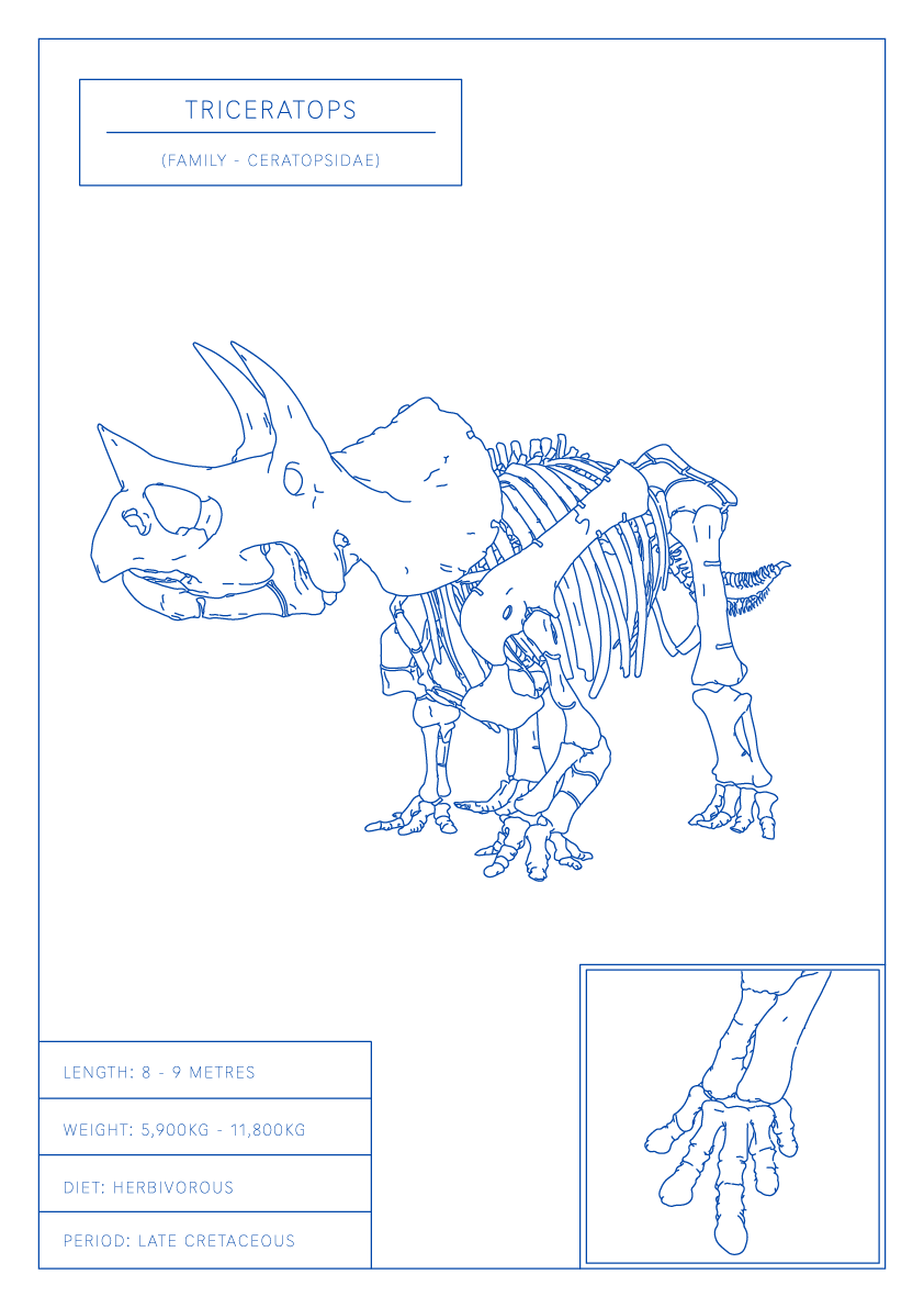 Triceratops | Dinosaur Wall Art