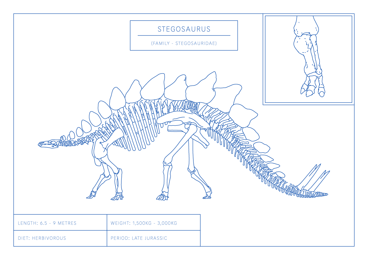 Stegosaurus | Dinosaur Wall Art