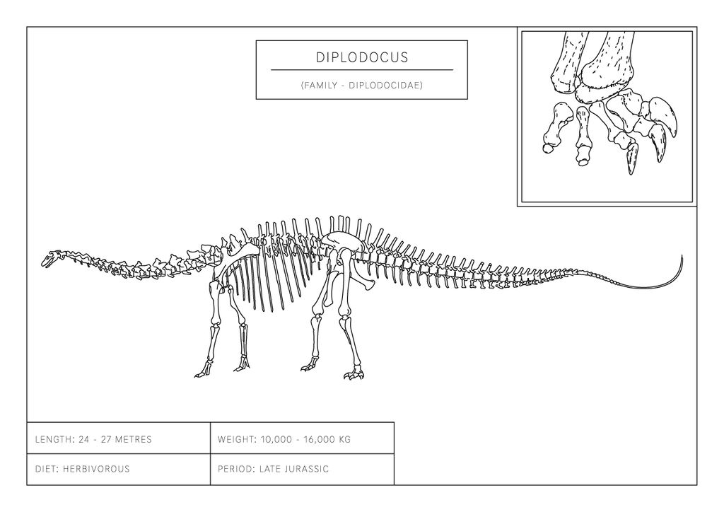 Diplodocus | Dinosaur Wall Art