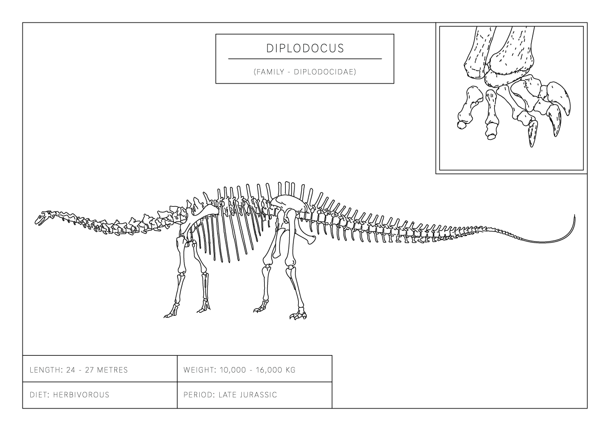 Diplodocus | Dinosaur Wall Art