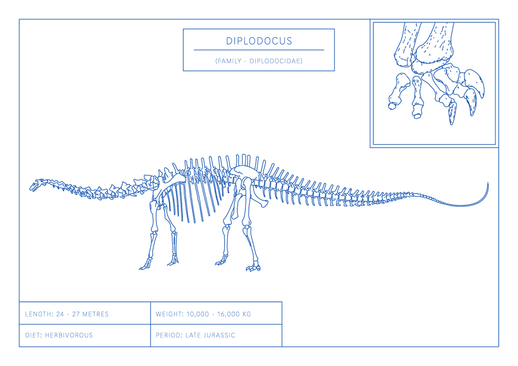 Diplodocus | Dinosaur Wall Art