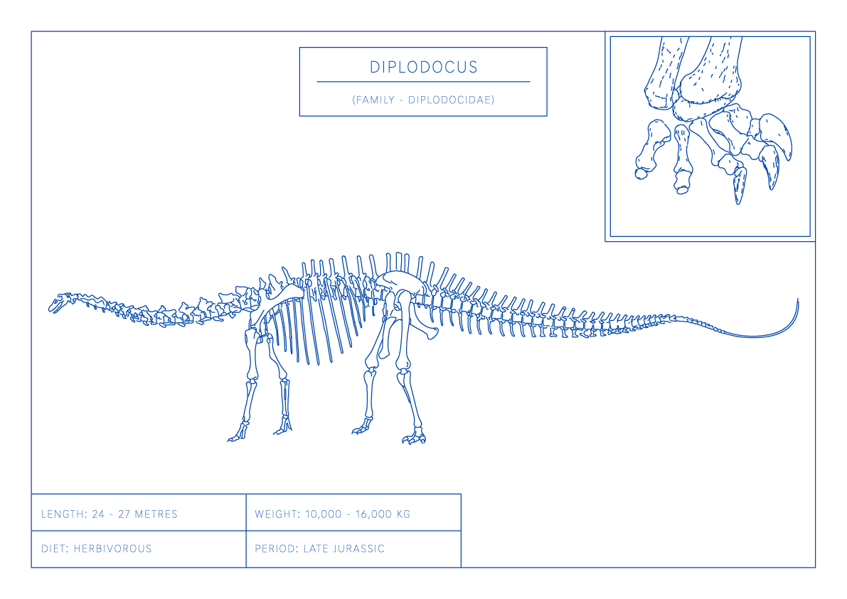 Diplodocus | Dinosaur Wall Art