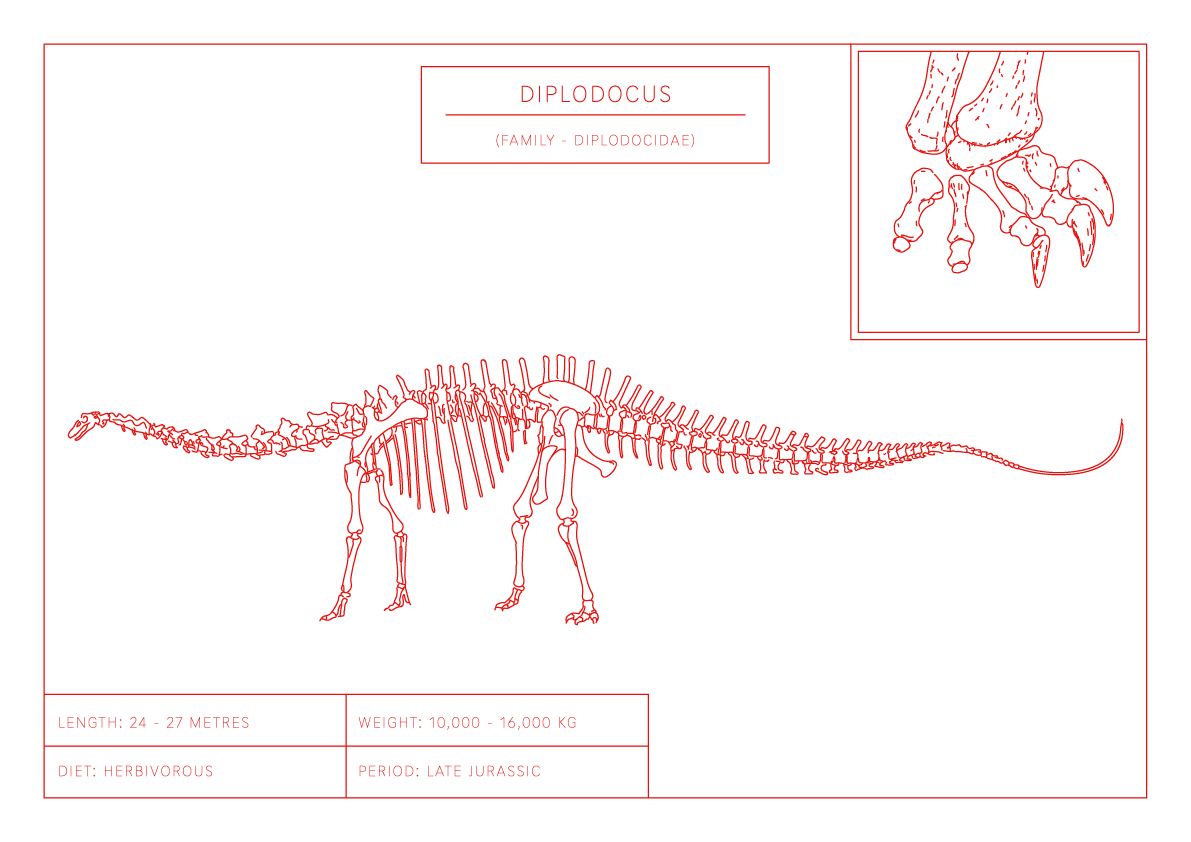 Diplodocus | Dinosaur Wall Art