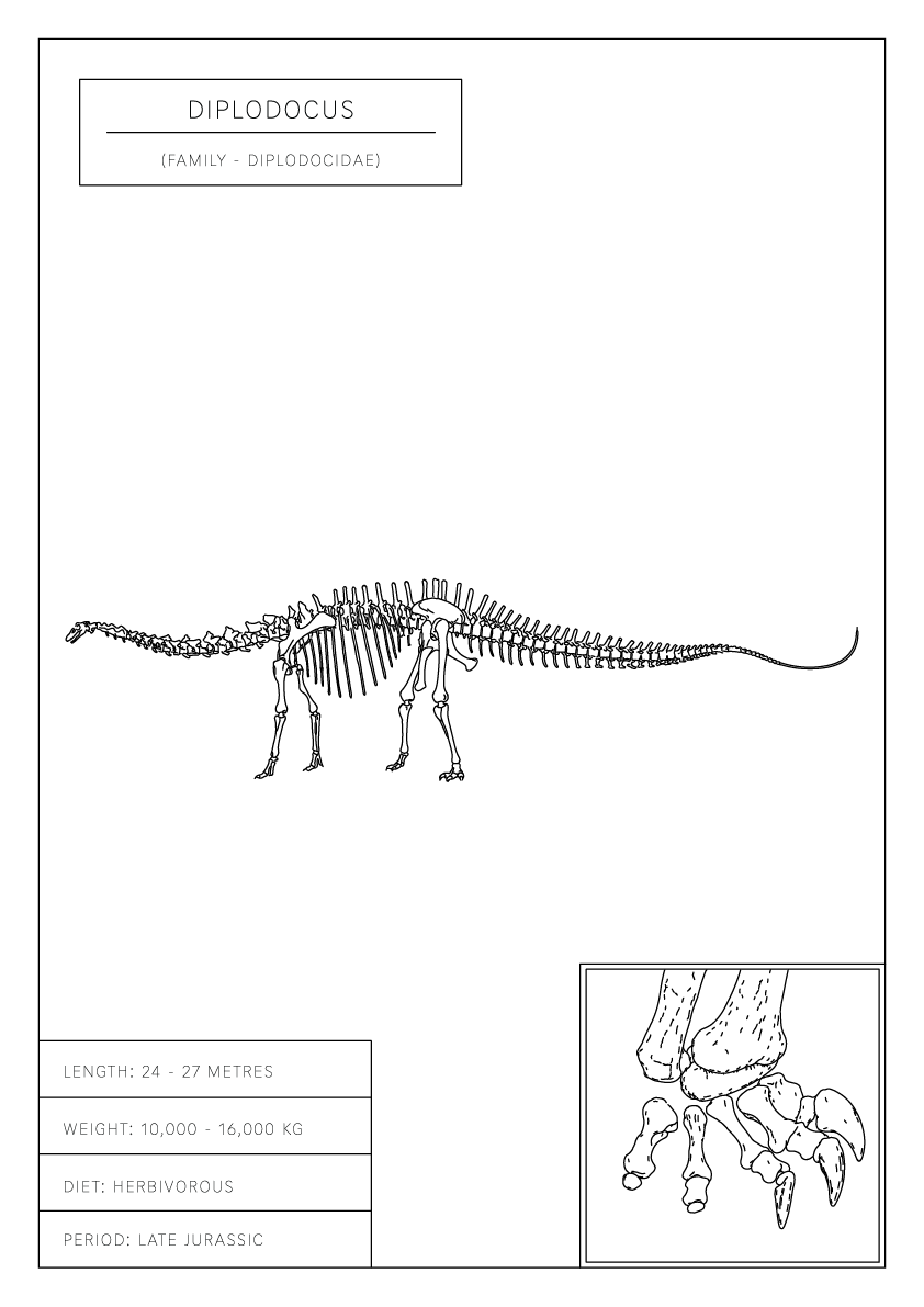 Diplodocus | Dinosaur Wall Art