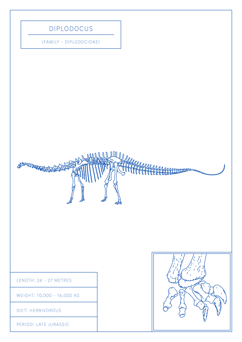 Diplodocus | Dinosaur Wall Art