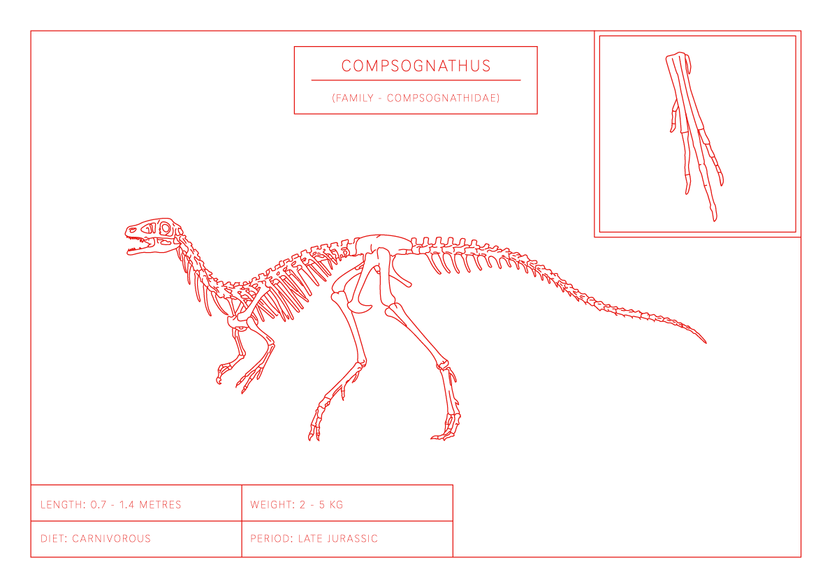 Compsognathus | Dinosaur Wall Art